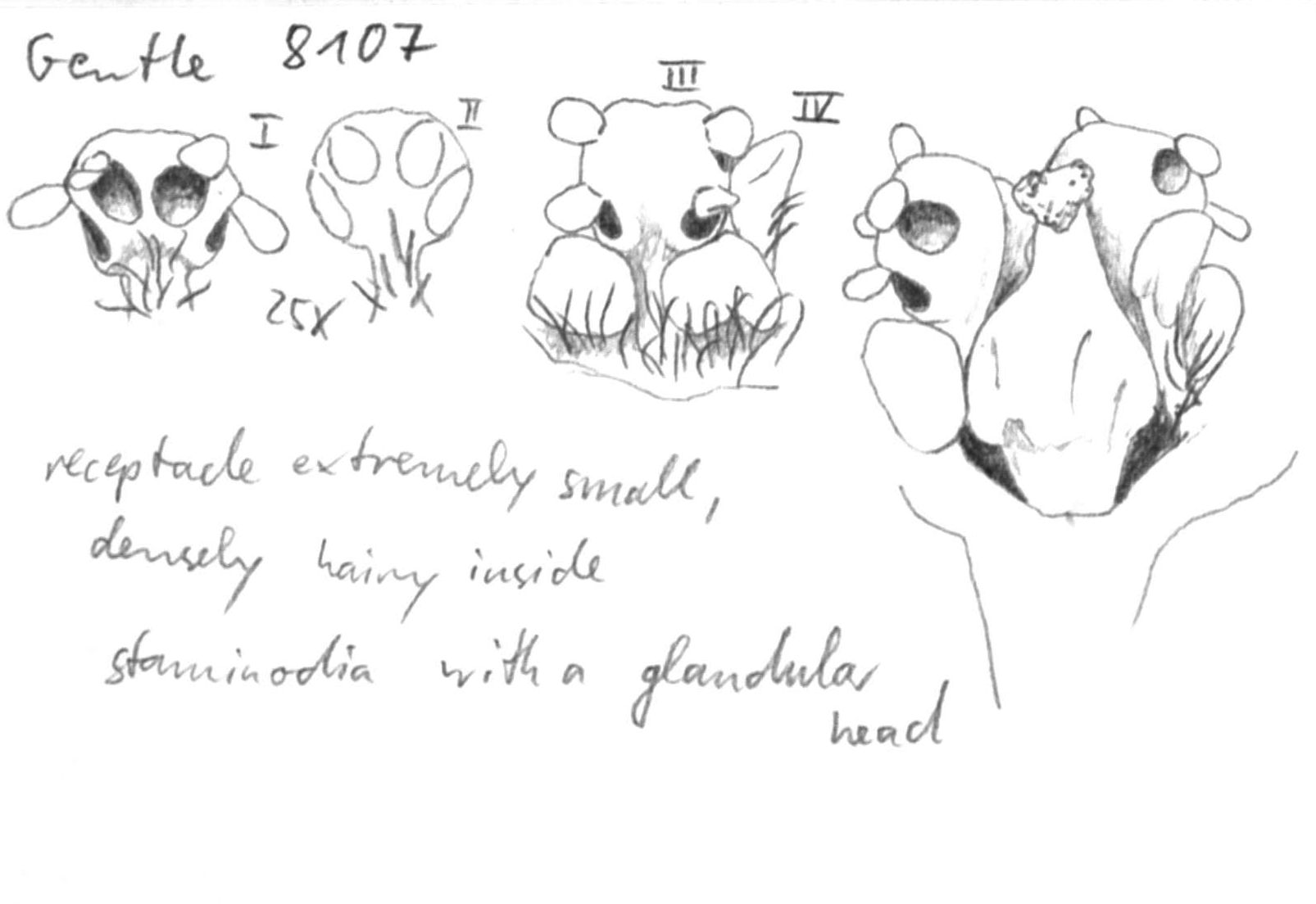 preview Damburneya longicaudata (Lundell) Trofimov & Rohwer